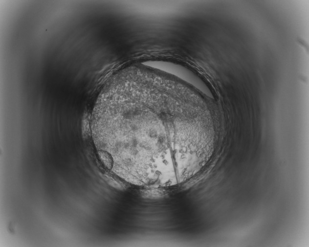 X0000096670432200803041224