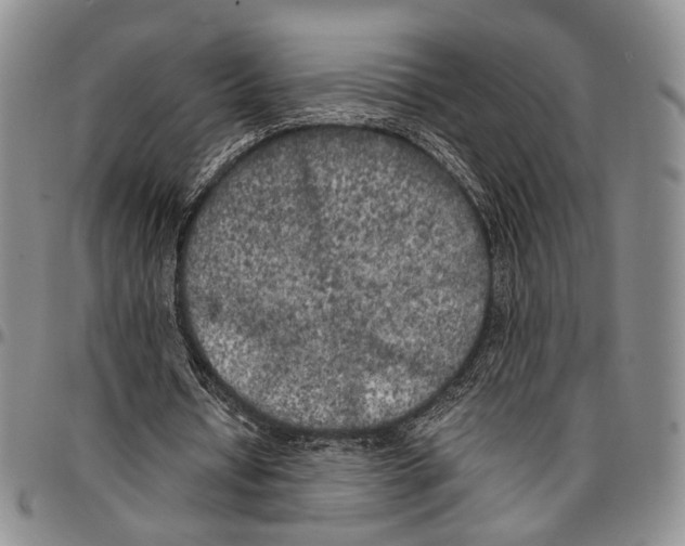 X0000096670434200803041223