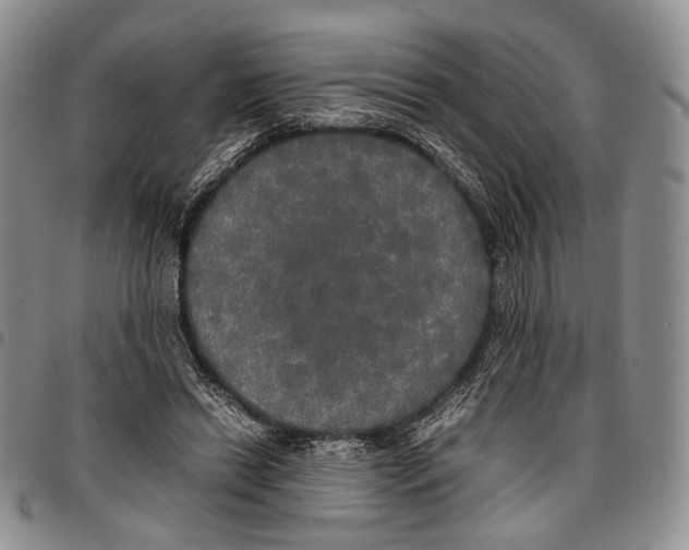 X0000096670446200803041224