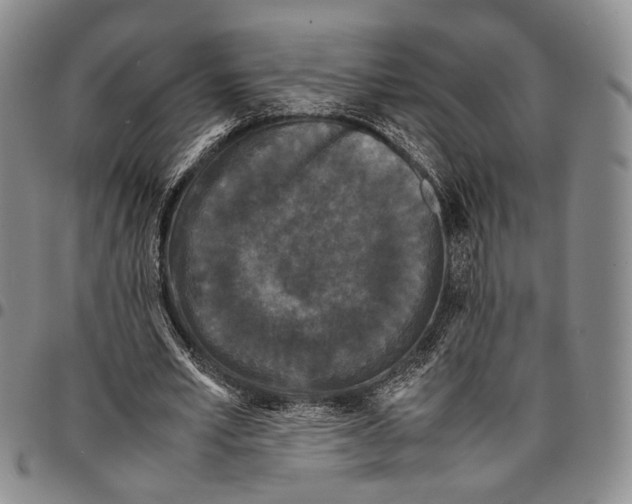X0000096670581200803041222
