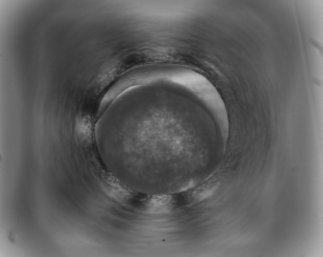 X0000096670720200803041220