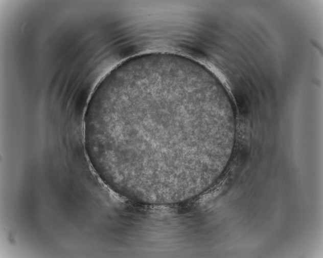 X0000096670807200803041219