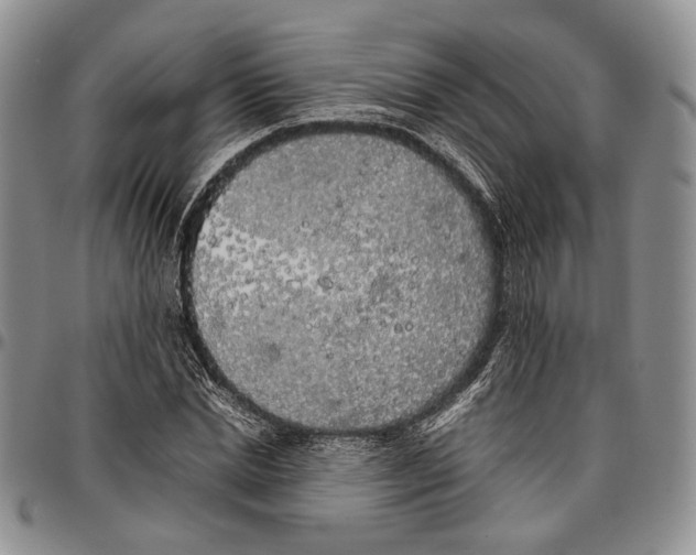 X0000096670830200803041219
