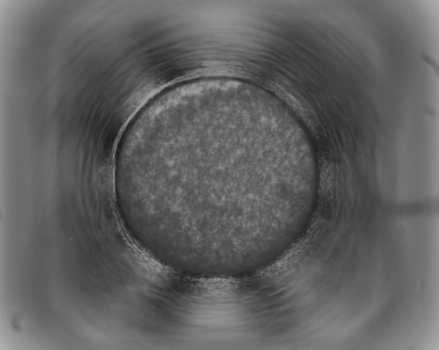 X0000096670836200803041219
