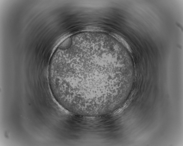 X0000096670855200803041219