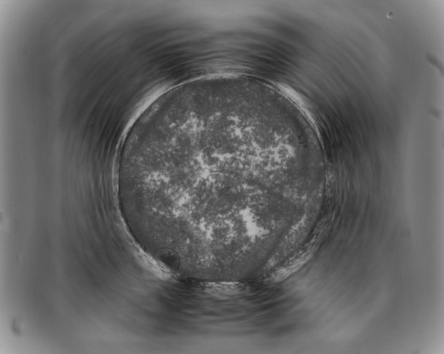 X0000096670859200803041219