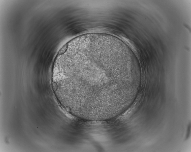 X0000096670862200803041219