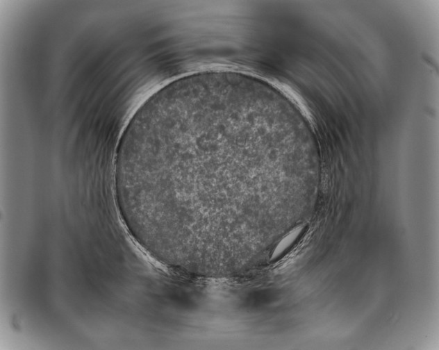 X0000096670903200803041218