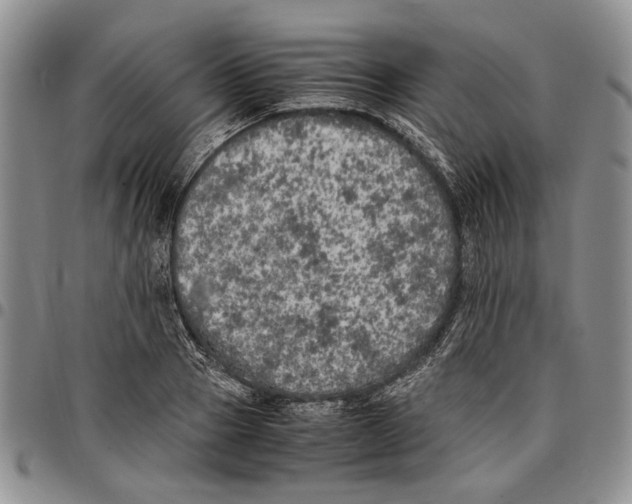 X0000096670937200803041218