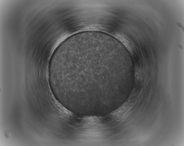 X0000096670950200803041218