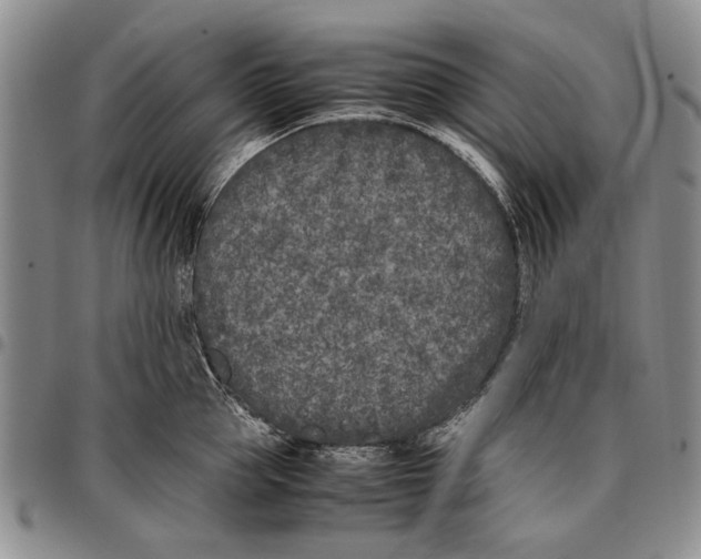 X0000096670953200803041218