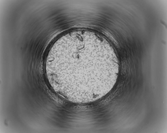 X0000096670976200803041217
