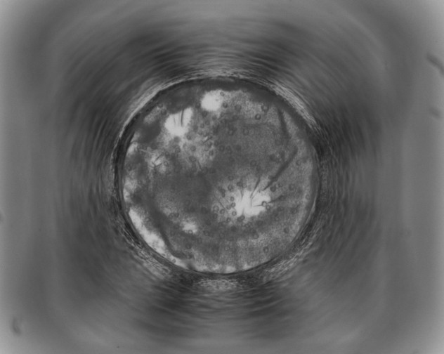 X0000096671023200803041216