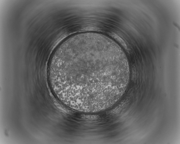 X0000096671039200803041217