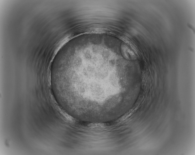 X0000096671083200803041216
