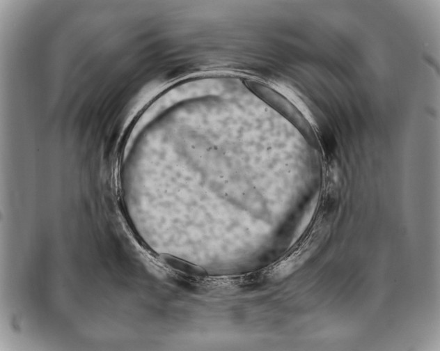 X0000096671101200803041216