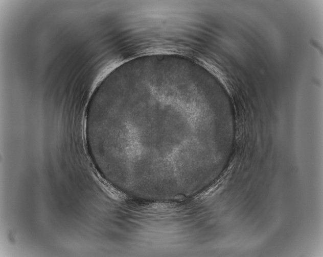 X0000096671179200803041215