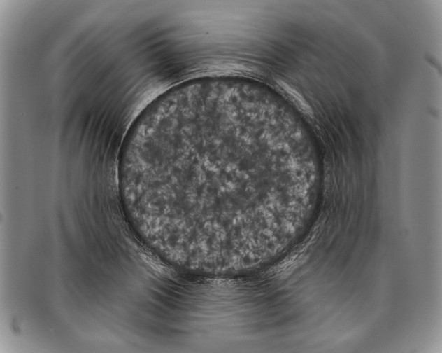 X0000096671226200803041214