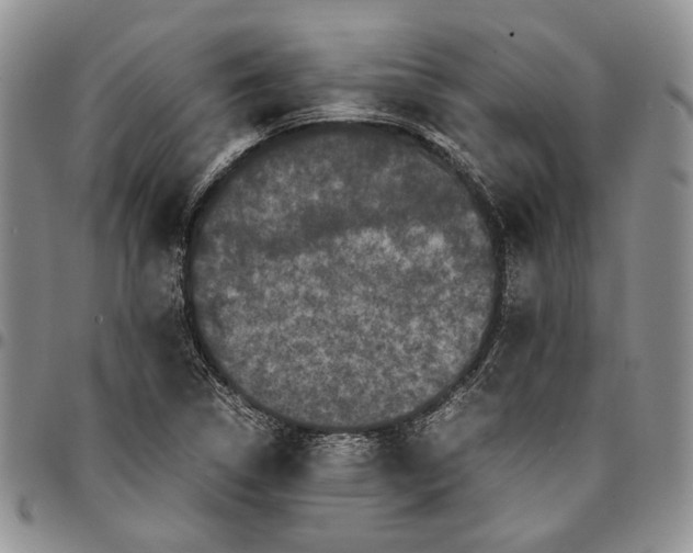 X0000096671314200803041213
