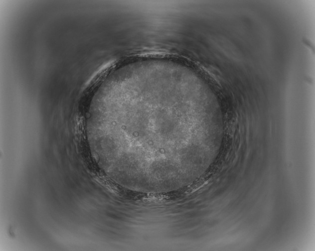 X0000096671351200803041213