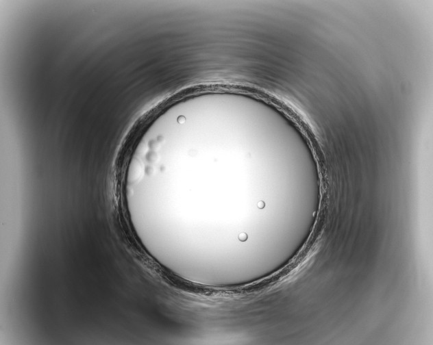 X0000096680974200802051026