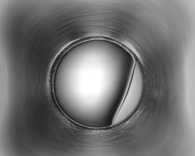 X0000096681068200802051025