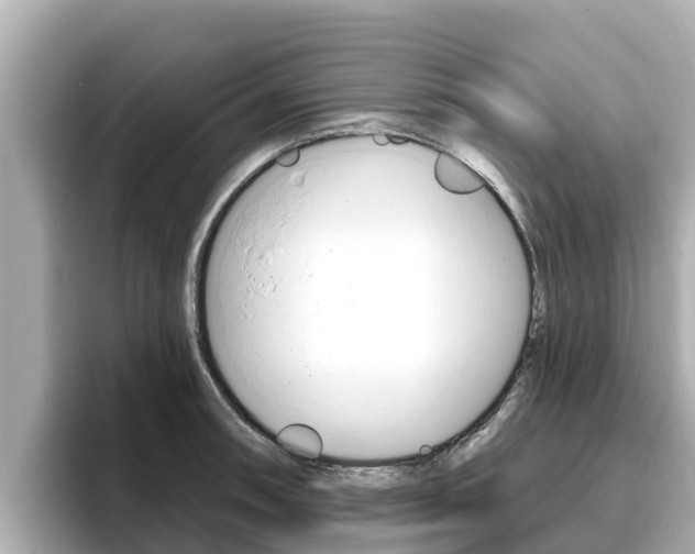 X0000096681090200802051025