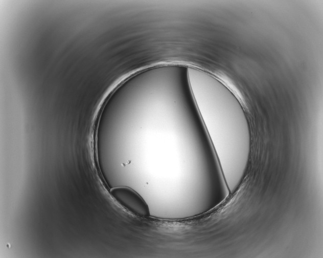 X0000096681100200802051025