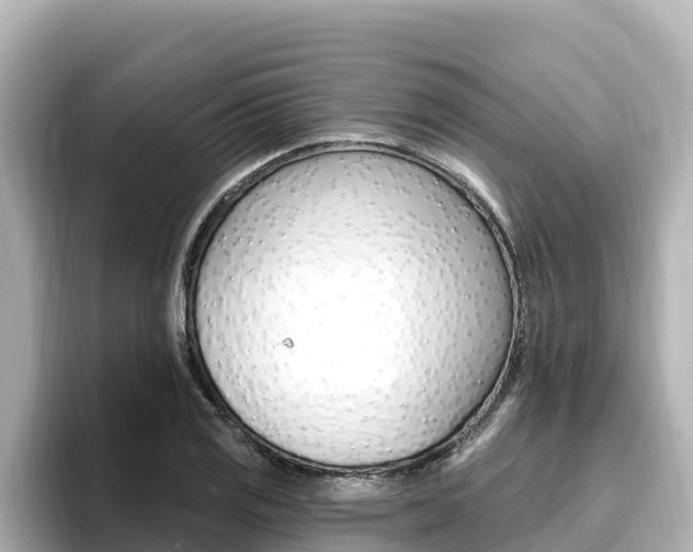X0000096681125200802051024