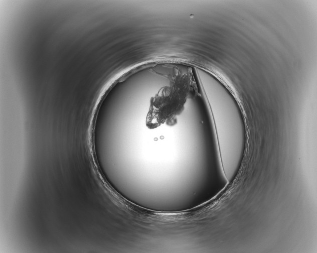 X0000096681344200802051022
