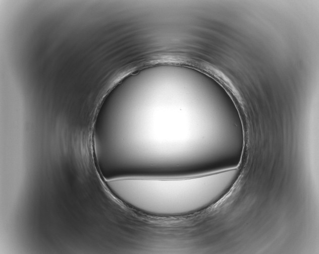 X0000096681433200802051021