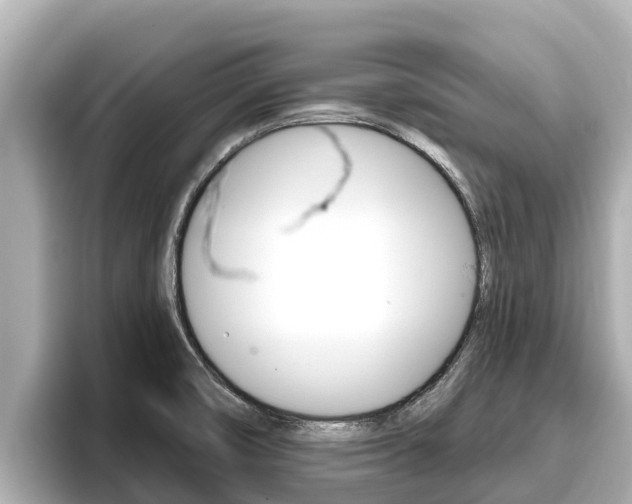 X0000096681474200802051020