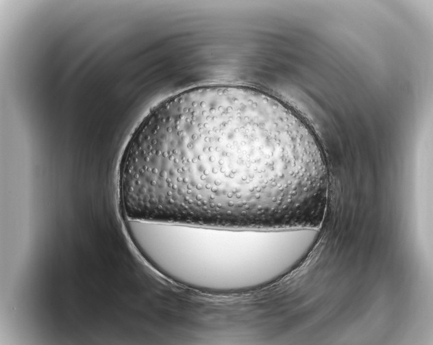 X0000096681479200802051020