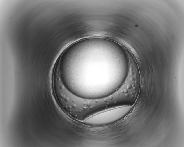 X0000096681483200802051020