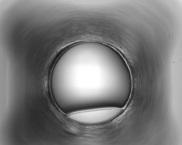 X0000096681499200802051019