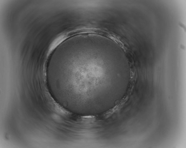 X0000096680053200802051255