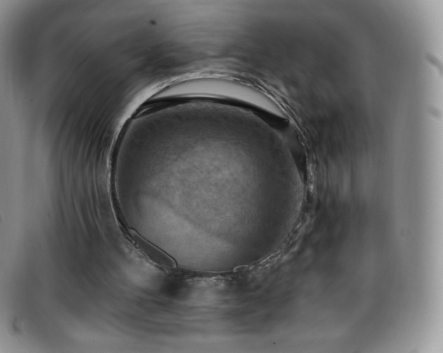 X0000096680100200802051255