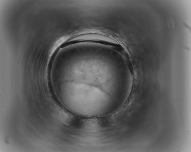 X0000096680104200802051255