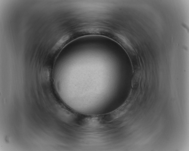 X0000096680120200802051254
