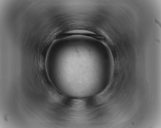 X0000096680170200802051254