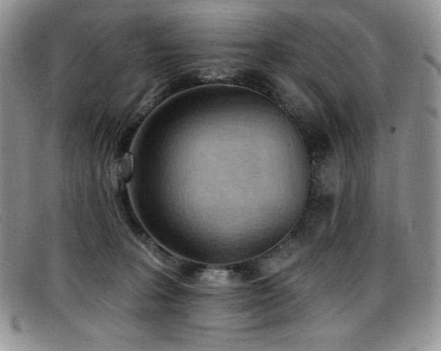 X0000096680227200802051253