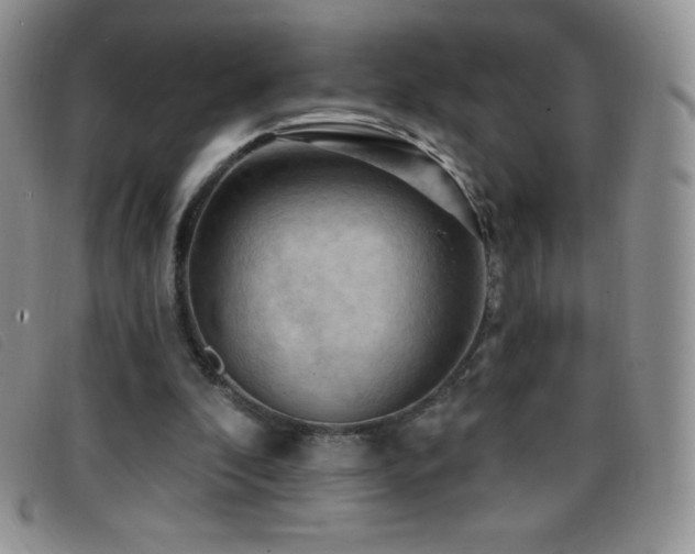 X0000096680296200802051252