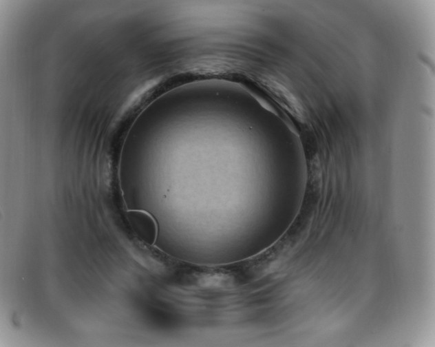 X0000096680400200802051250