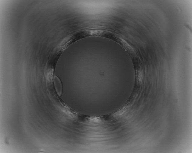 X0000096680475200802051250