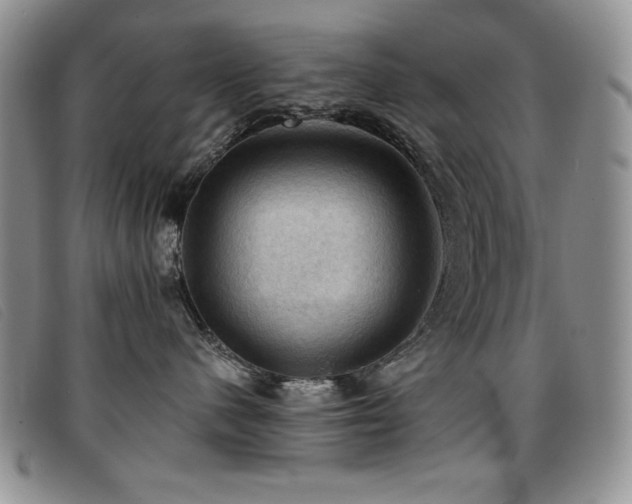 X0000096680480200802051250