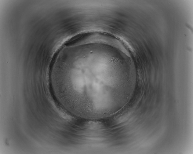 X0000096680487200802051249