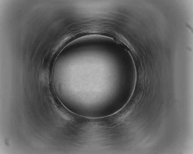 X0000096680530200802051248