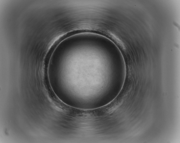 X0000096680580200802051248