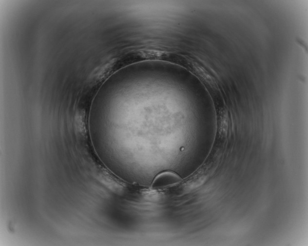 X0000096680616200802051247