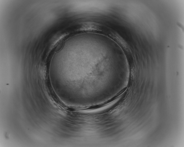 X0000096680724200802051245